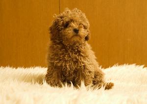 安全でヘルシーな鹿肉のドッグフード