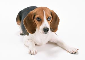 滋賀県にある人気の子犬販売専門店です
