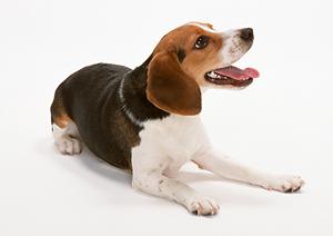 犬のワクチンを行うポイントと施設