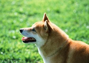 癒しの豆柴を家族に迎えてみませんか