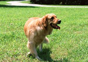 鳥や犬の病気は専門の病院で治療する