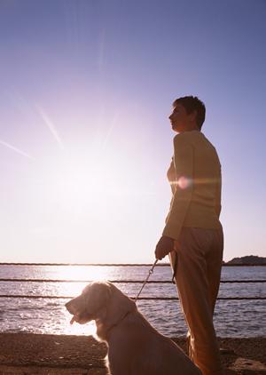 犬に木製のおもちゃが必要な理由