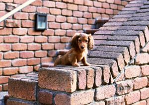 信頼と実績のシロアリ駆除サービス|アサンテで安心の土日祝日対応